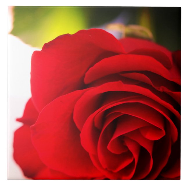 Carreau Floral de pétales de rose rouge (Devant)