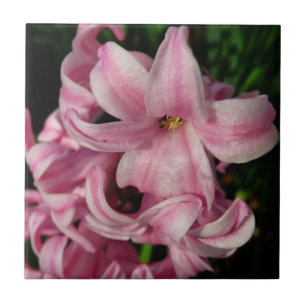 Carreau Floral Pink Hyacinth