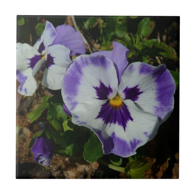 Carreau Floral Purple and White Pansies (Devant)