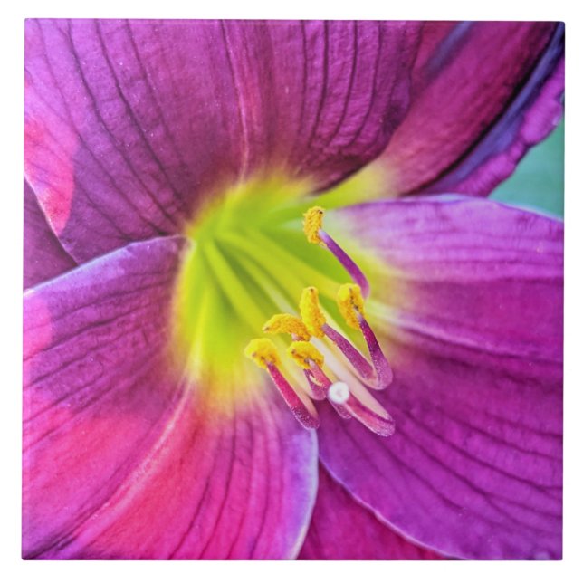 Carreau Floral rose Daylily (Devant)