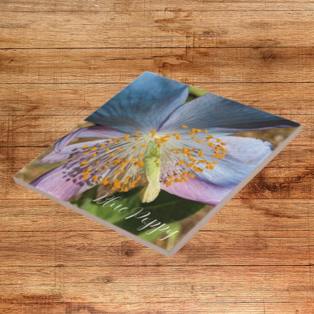 Carreau Flore de fleurs de crapaud bleu (In Situ)