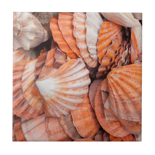 Carreau Florida Keys, Key West, coquillages (Devant)