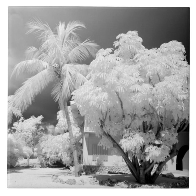 Carreau Florida Keys maison et ses palmiers, États-Unis.2 (Devant)