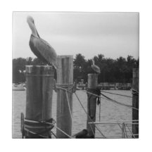 Floride, Pélican sur la tuile de Boatdock
