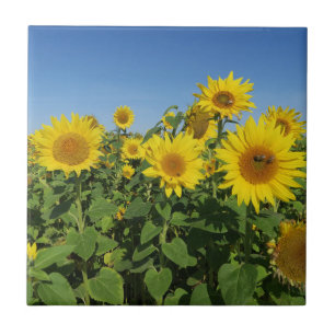 Carreau Flower, sun, plant, nature, summer, floral