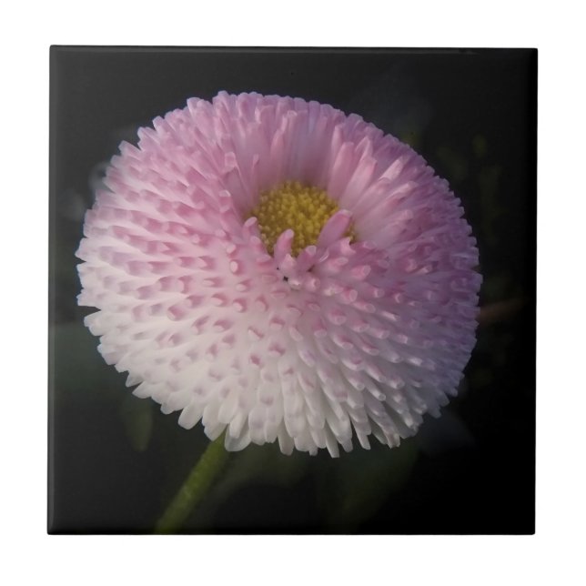 Carreau flowers on black - rosa bellis (Devant)