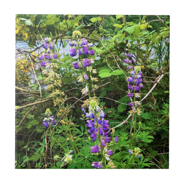 Carreau Flowers on the Trail, Oregon (Devant)