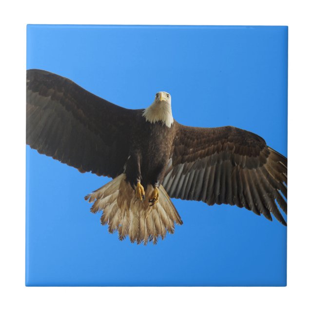 Carreau Flying Bald Eagle on Blue Wildlife Don (Devant)