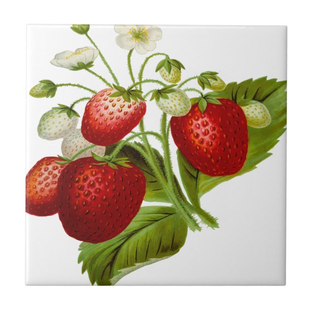 Carreau Food fruit leaf leafy (Devant)
