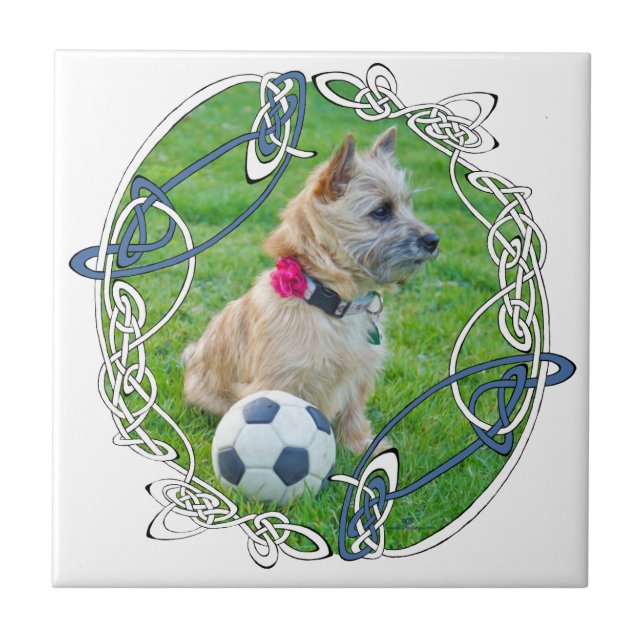 Carreau Football Cairn Terrier (Devant)