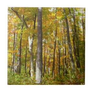 Carreau Forêt de feuilles jaunes Paysage d'automne