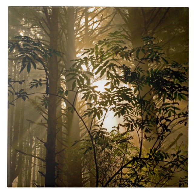 Carreau Forêt de feuillus persistants | Côte de l'Oregon (Devant)