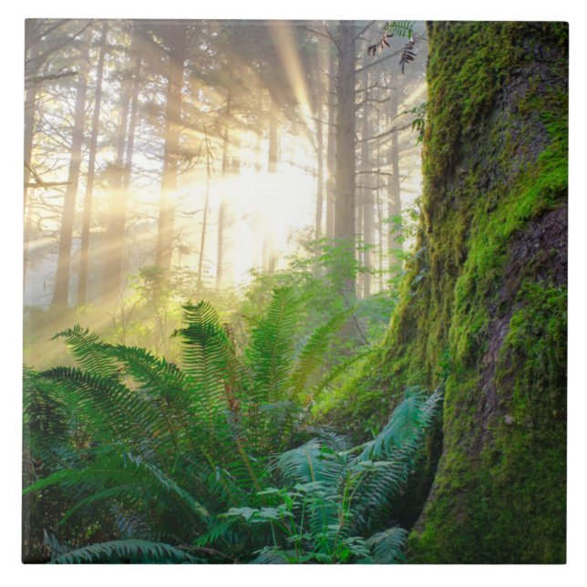 Carreau Forêt de la côte pacifique, Oregon (Devant)