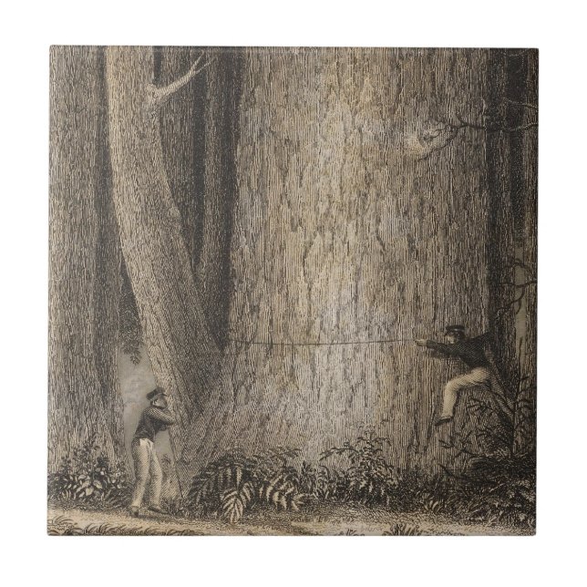 Carreau Forêt de pin, Orégon (Devant)