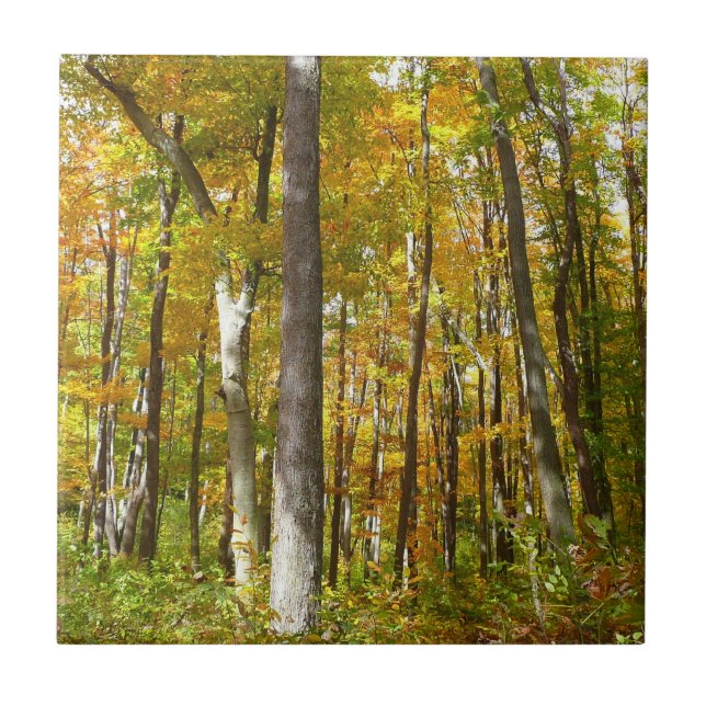 Carreau Forêt du paysage d'automne Feuille Jaune (Devant)