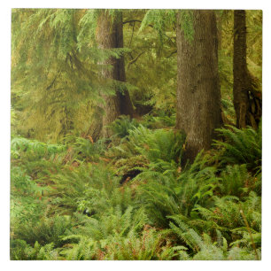 Carreau Forêt luxuriante et fougères Parc d'État Ecola,