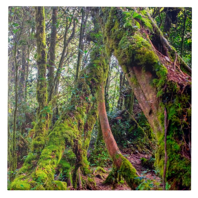 Carreau Forêt moussue (Devant)