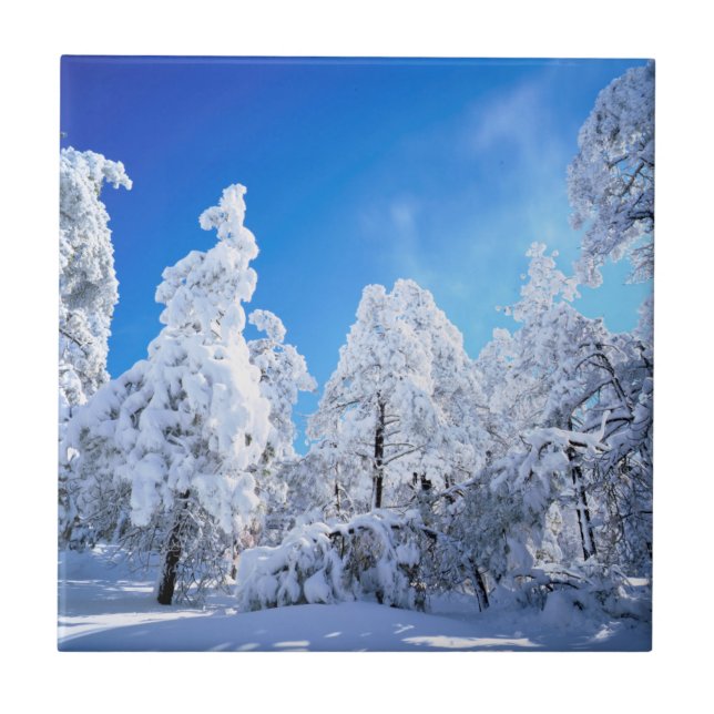 Carreau Forêt nationale de Cleveland (Devant)