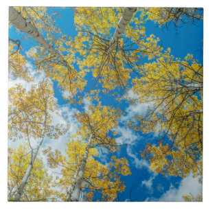 Carreau Forêt nationale de Gunnison Colorado