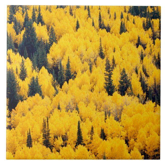 Carreau Forêt nationale de White River | Aspen, Colorado (Devant)