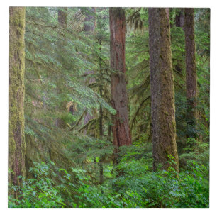 Carreau Forêt nationale de Willamette   Oregon