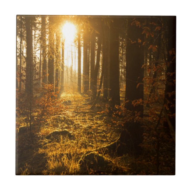 Carreau Forêt pendant l'automne | Baden Württemberg, (Devant)