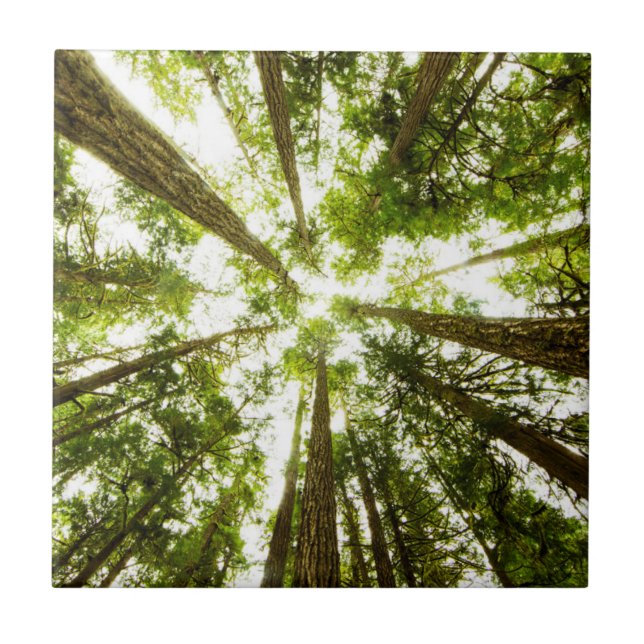 Carreau Forêt tropicale verte luxuriante (Devant)