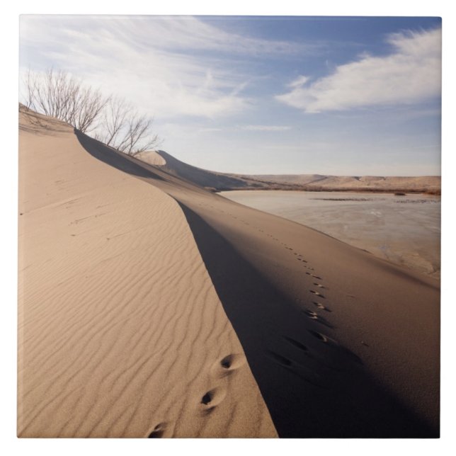 Carreau Formations de dunes de sable. Parc d'État des Dune (Devant)
