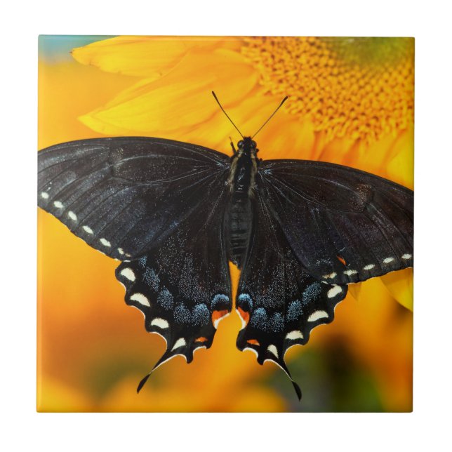 Carreau Forme noire du papillon de l'Est (Devant)