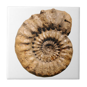 Carreau Fossile d'ammonite