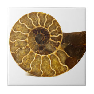 Carreau Fossile d'ammonite
