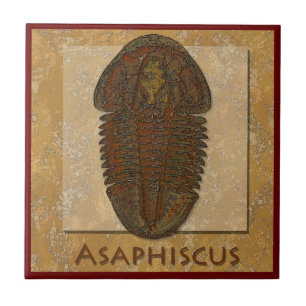 Carreau Fossile Trilobite d'Asaphiscus