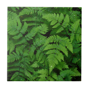 Carreau Fougère bracken avec gouttes de pluie, État de Was