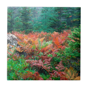 Carreau Fougères colorées de forêt dans l'Acadia Maine