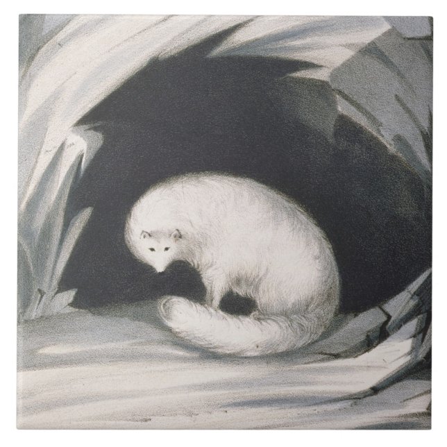 Carreau Fox arctique, de 'récit d'un deuxième voyage (Devant)