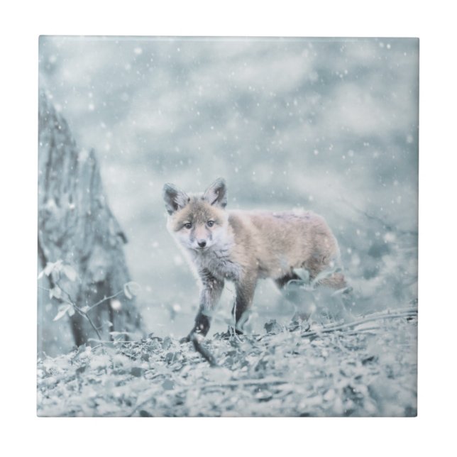 Carreau Fox CUB dans la neige (Devant)