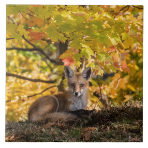 Carreau Fox Et Foliage