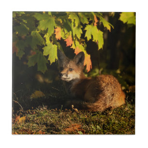 Carreau Fox Feuilles et ombres