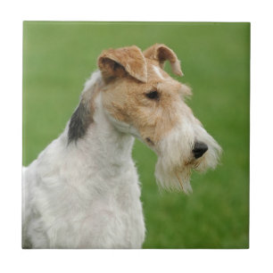 Carreau Fox Terrier