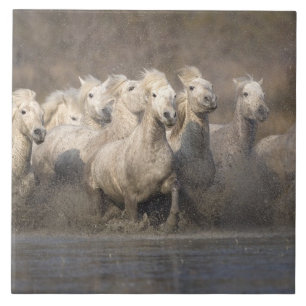 Carreau France, Provence. Chevaux Camargue blancs courant