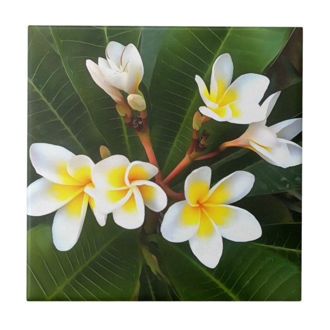 Carreau Frangipani Blossom Cluster Style Artistique (Devant)