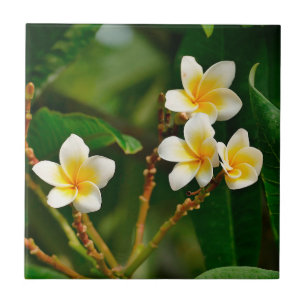 Carreau Frangipani jaune