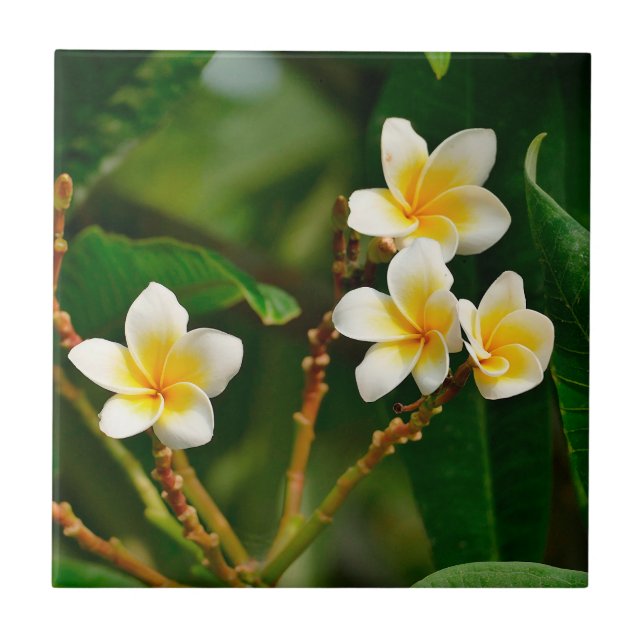 Carreau Frangipani jaune (Devant)