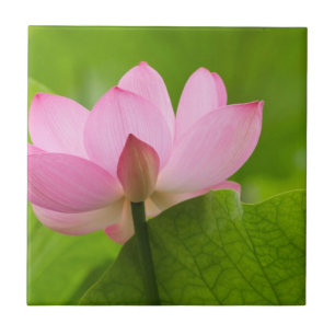 Carreau Franklin NC, jardin d'eau de Perry, Lotus