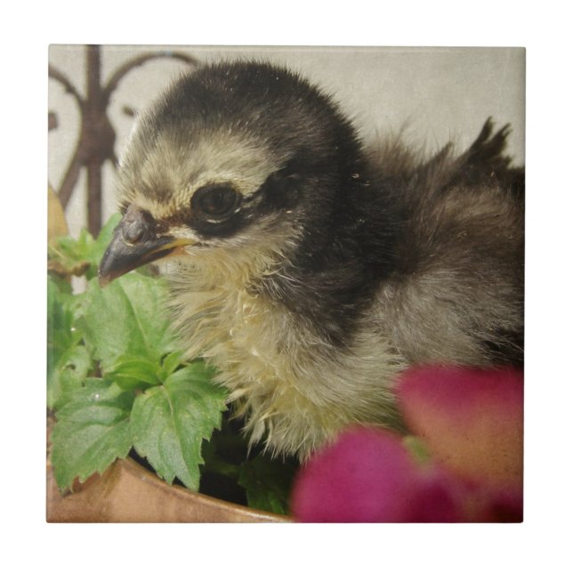 Carreau Frizzle Chick (Devant)