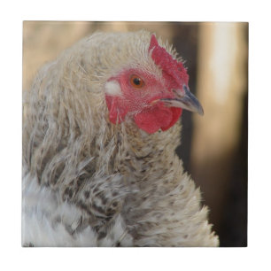 Carreau Frizzle Rooster