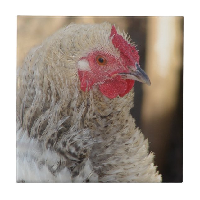 Carreau Frizzle Rooster (Devant)