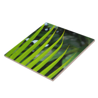 Carreau Frondes de palmier Areca