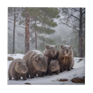 Carreau Frozen Burrow : famille australienne Wombat