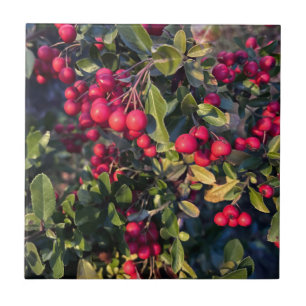 Carreau Fruit d'automne